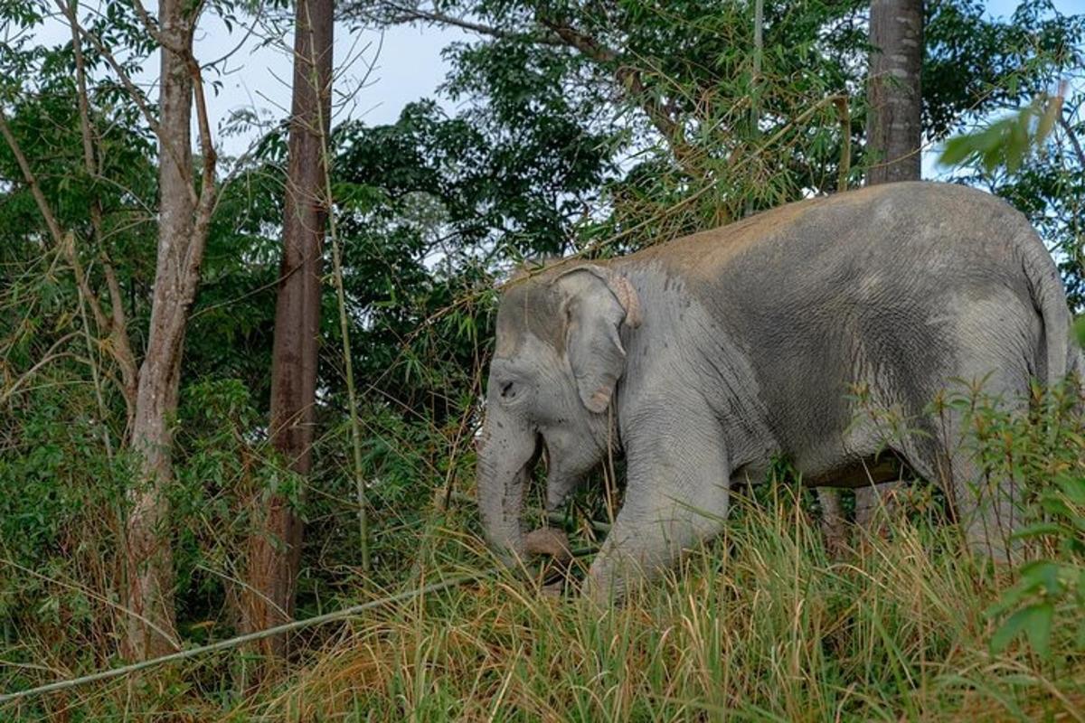 een babyolifant en een volwassen olifant die in het gras lopen