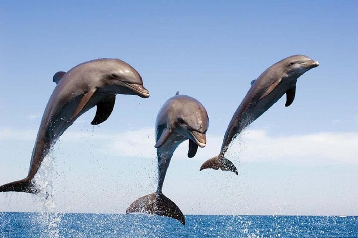 eine Gruppe von drei Delfinen, die ins Wasser springen