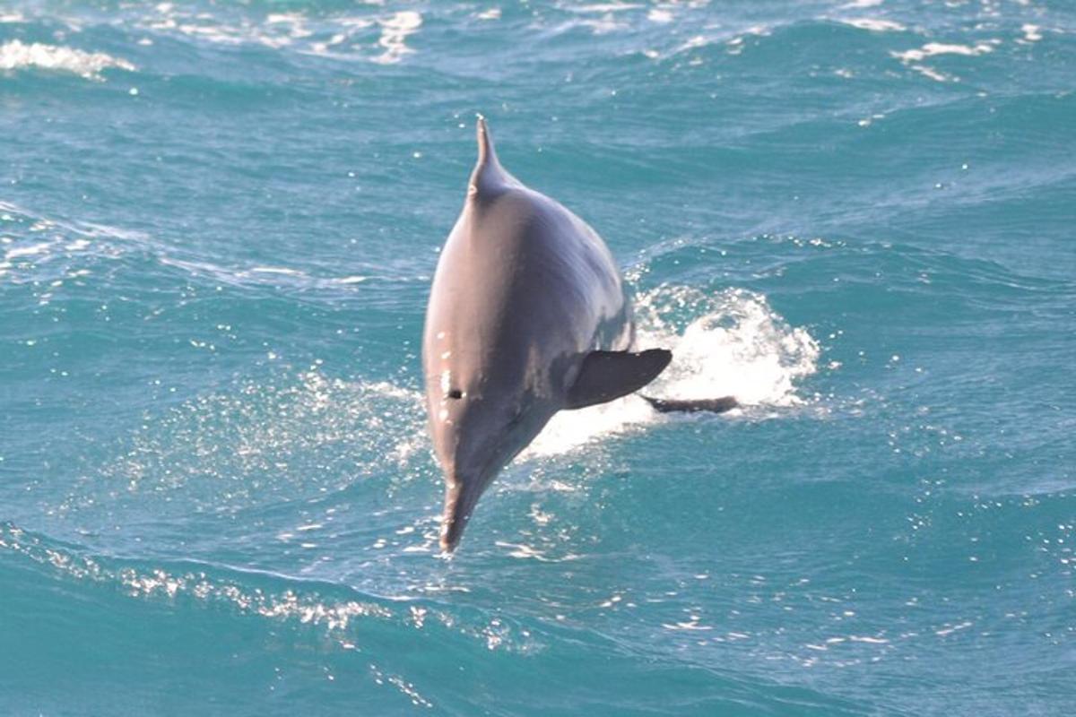 ein Delphin läuft im Wasser
