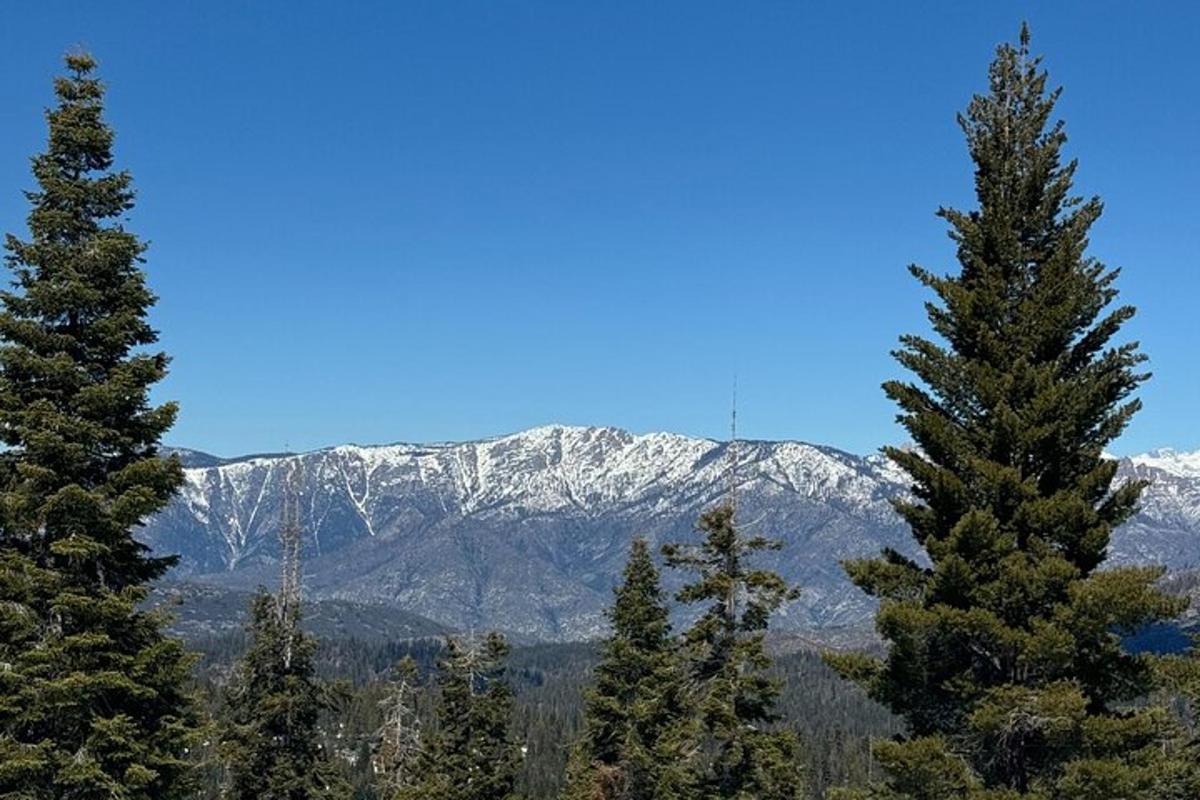 un gruppo di pini con le montagne sullo sfondo