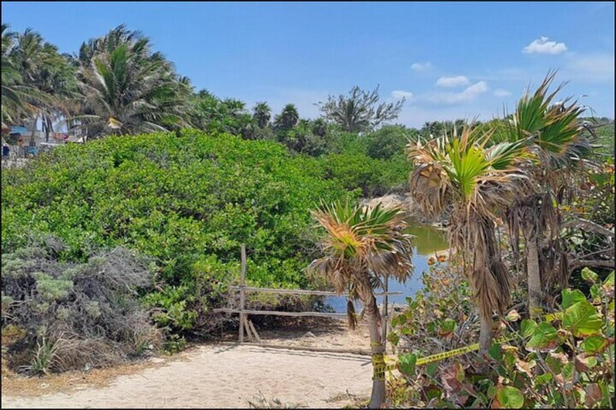 una spiaggia con alcune palme e un ponte