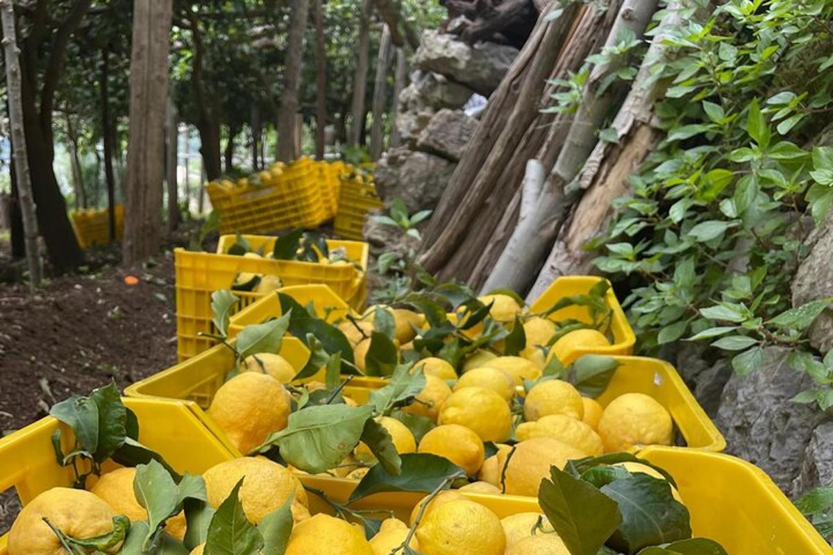 Un montón de naranjas en contenedores amarillos en un jardín.