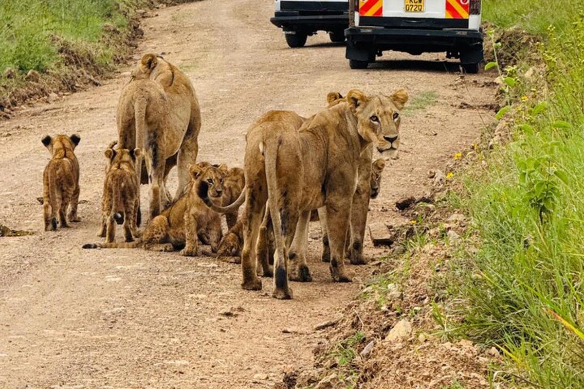 un groupe d'animaux marchant sur un chemin de terre