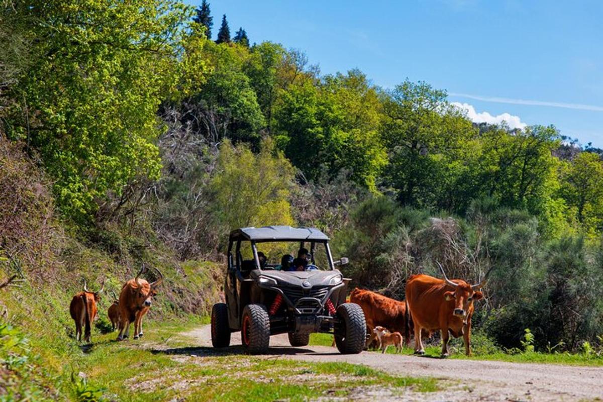 a person in a tractor on a dirt road with cows