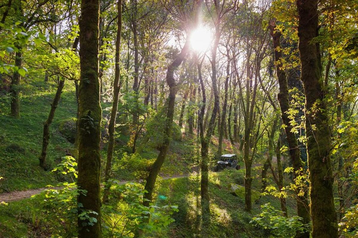 o pădure cu soarele strălucind printre copaci