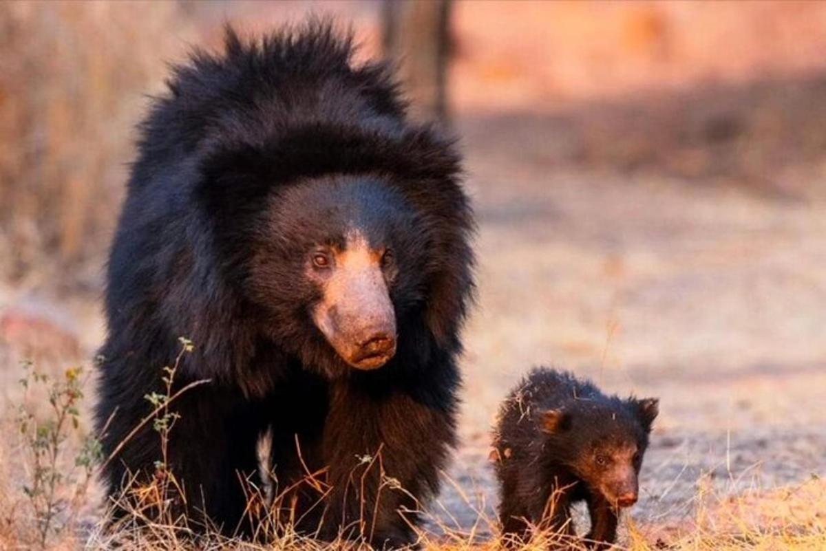 medvěd a jeho mládě kráčející po poli
