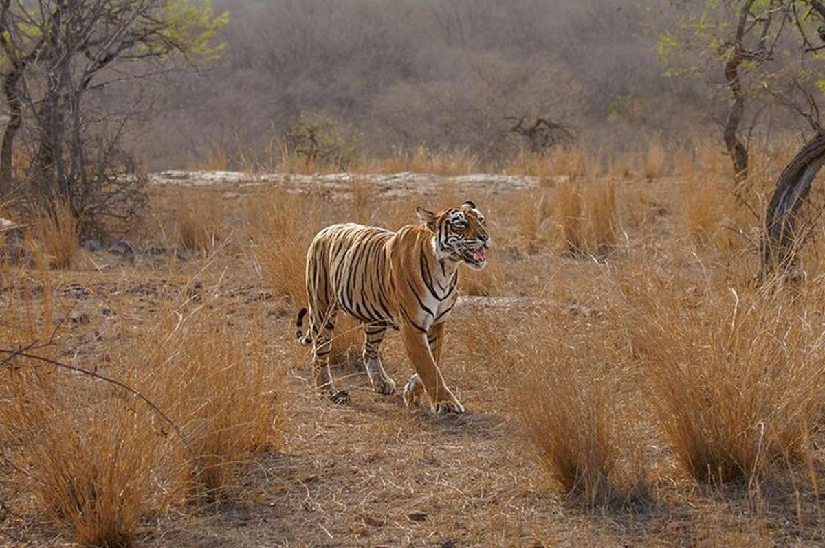 tygr kráčející po poli s vysokou trávou