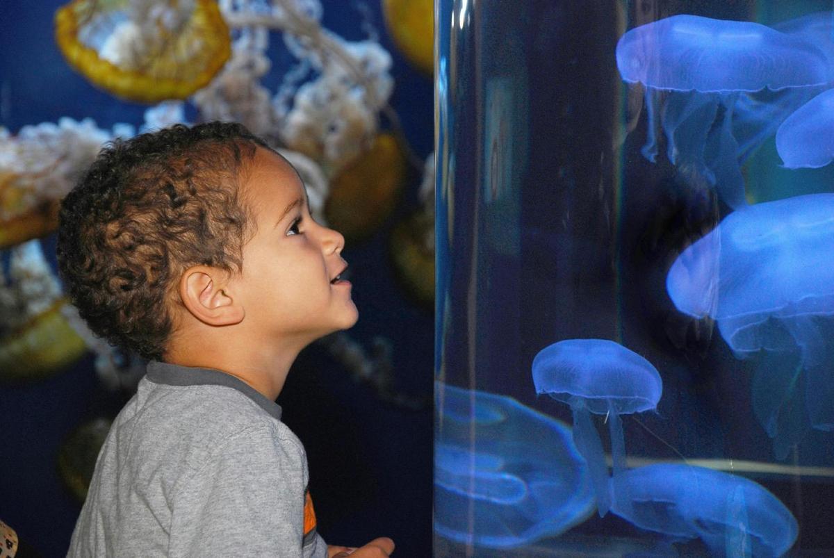 a young boy looking at a blue aquarium