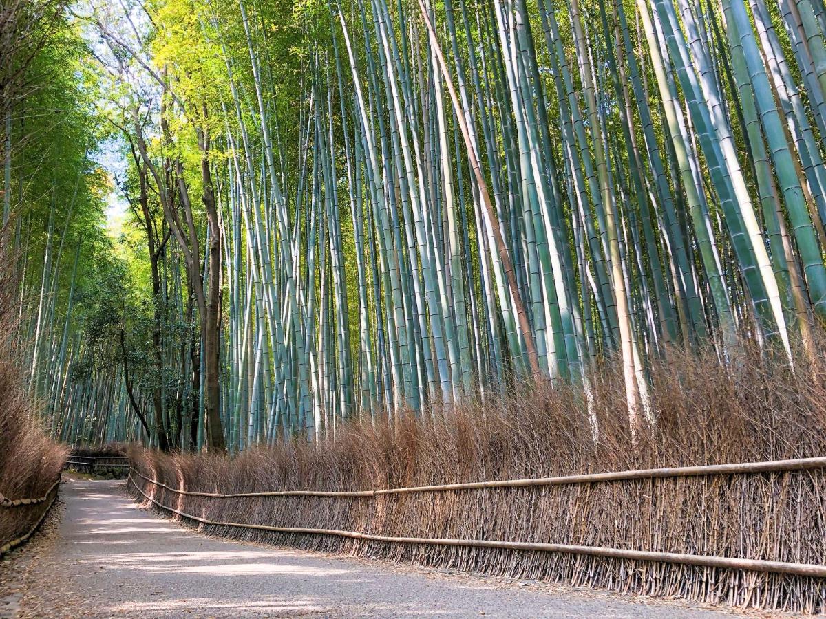 a forest of tall trees with a dirt road
