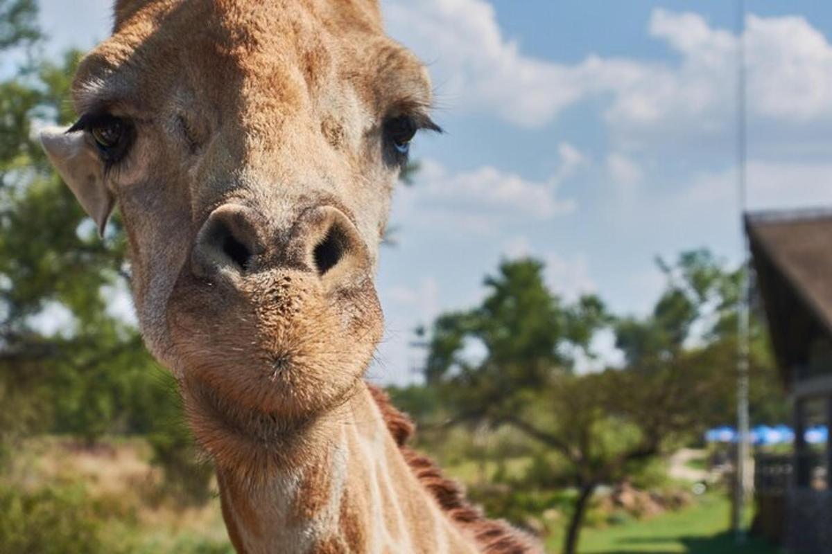 长颈鹿看着相机的特写镜头