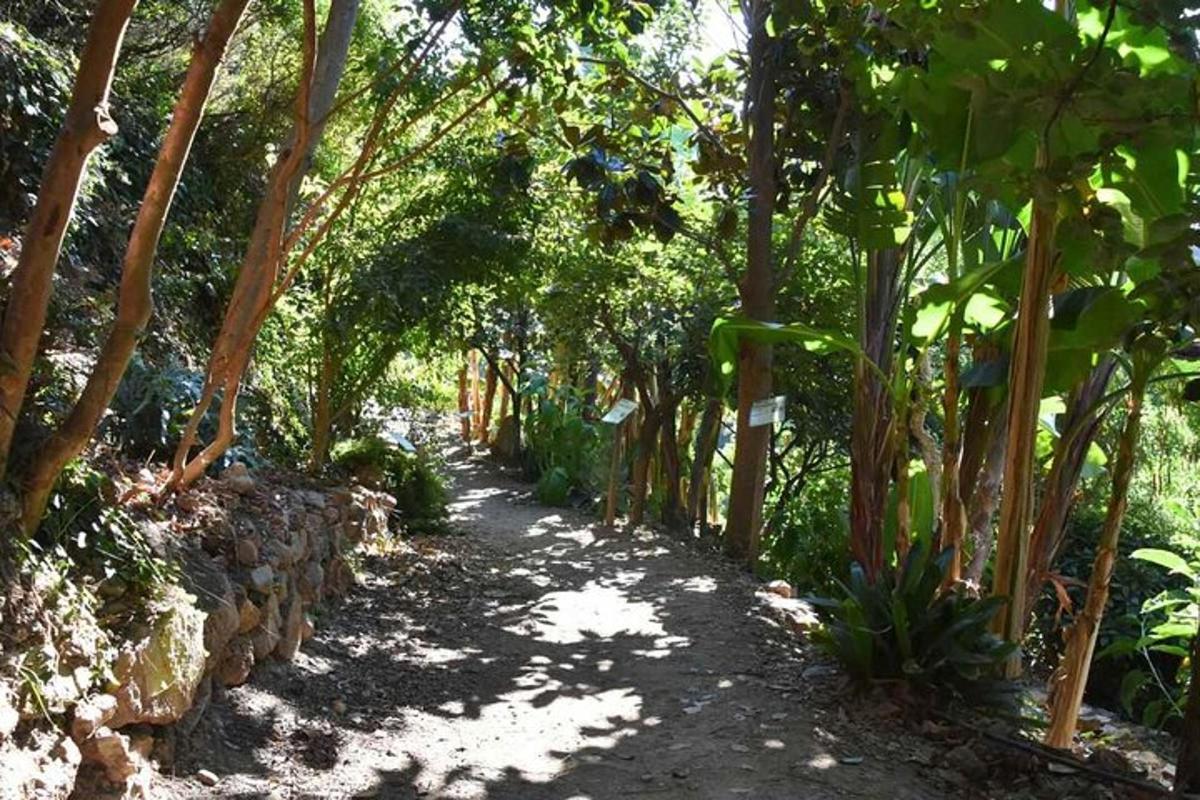 a path with trees and a stone wall