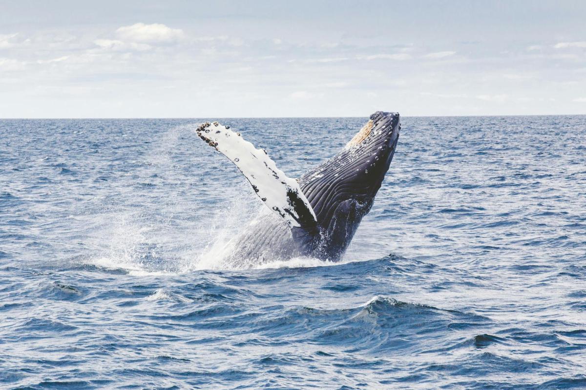a humpback whale jumping out of the water