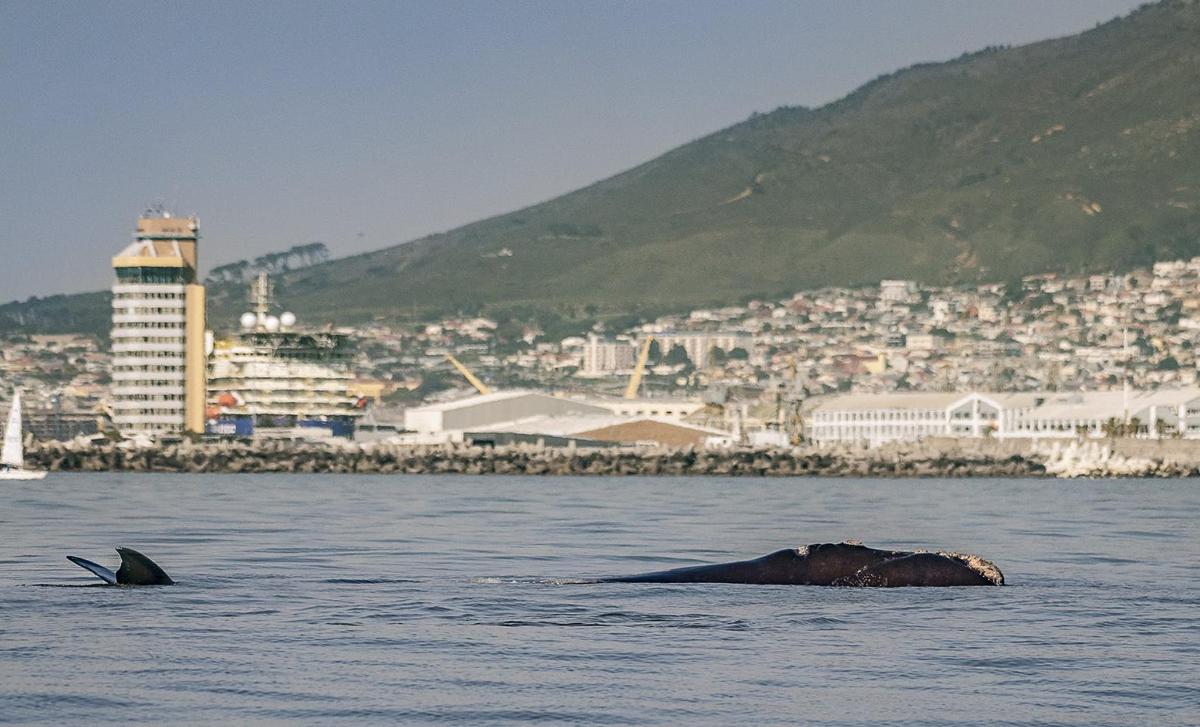 an elephant in the water with a city in the background