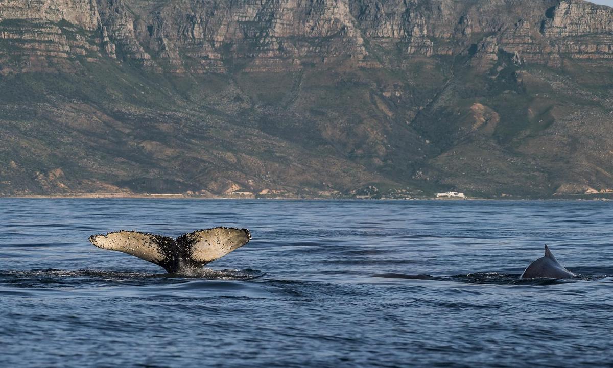 a pair of dolphins swimming in the water