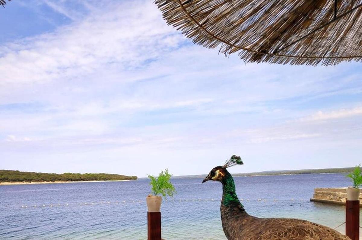 un pavone in piedi accanto a uno specchio d'acqua