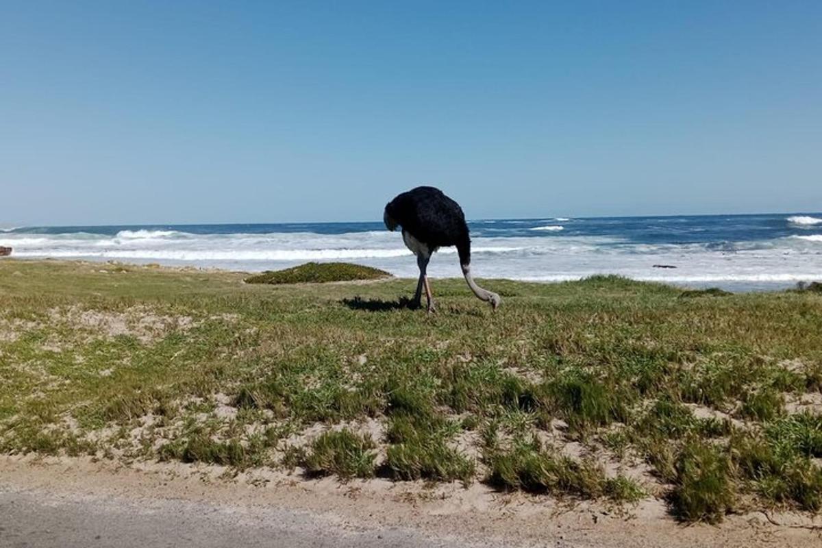 en fugl, der står i græsset nær havet