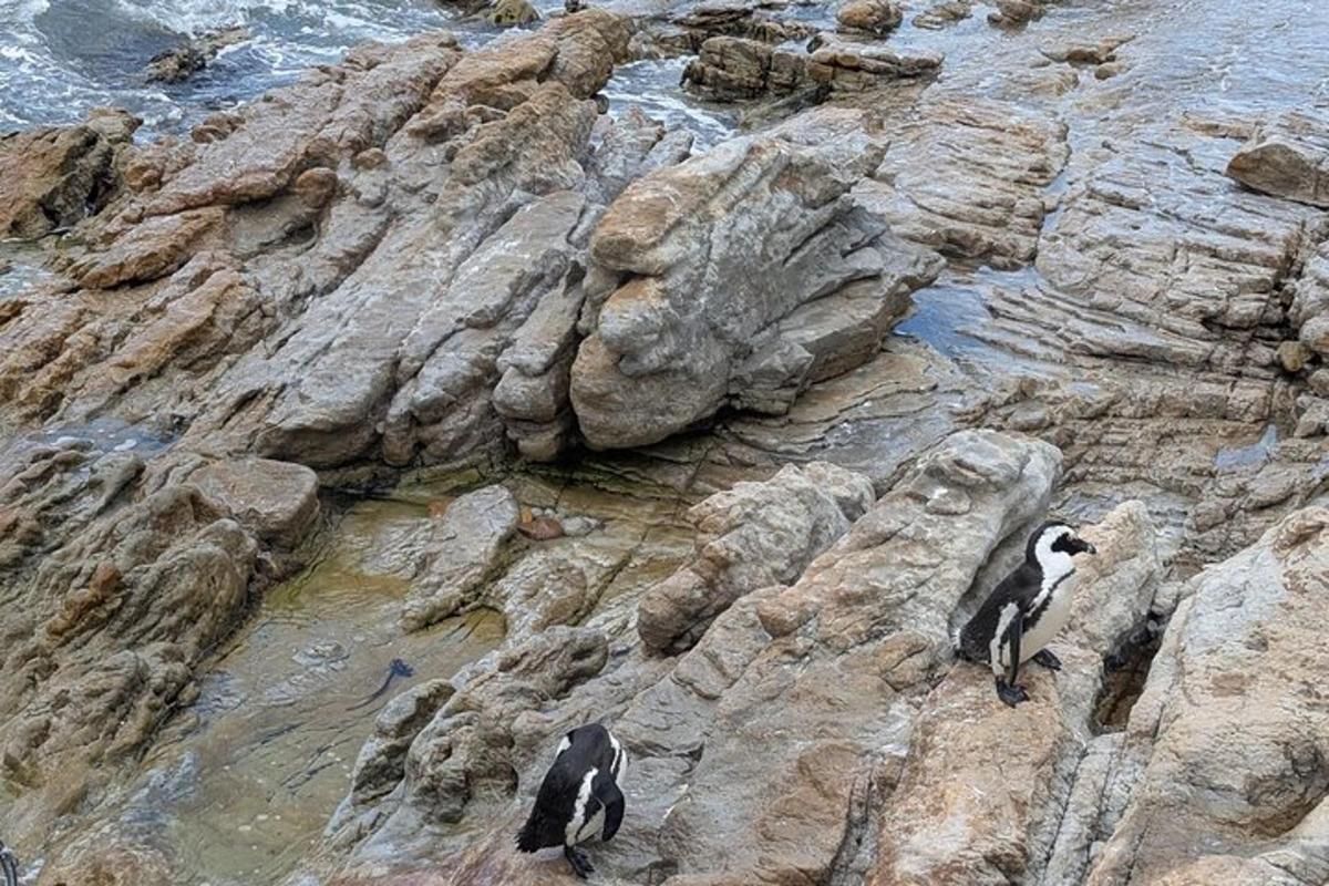 two penguins standing on the rocks on a cliff
