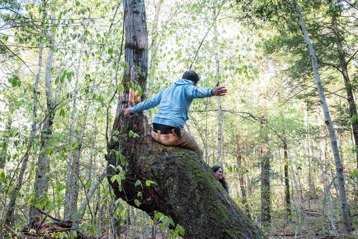 a man standing on top of a tree in the woods