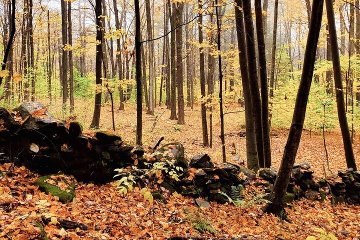 a pile of leaves on the ground in a forest