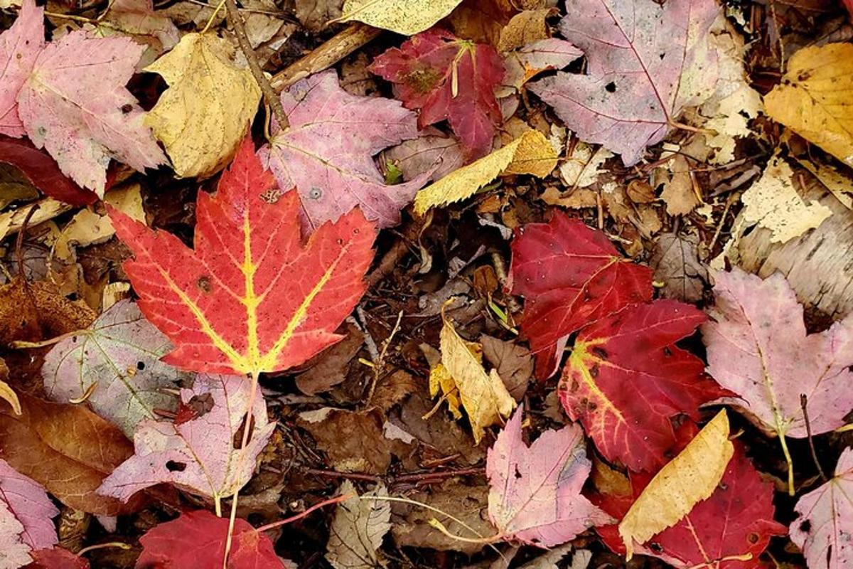 a group of autumn leaves laying on the ground