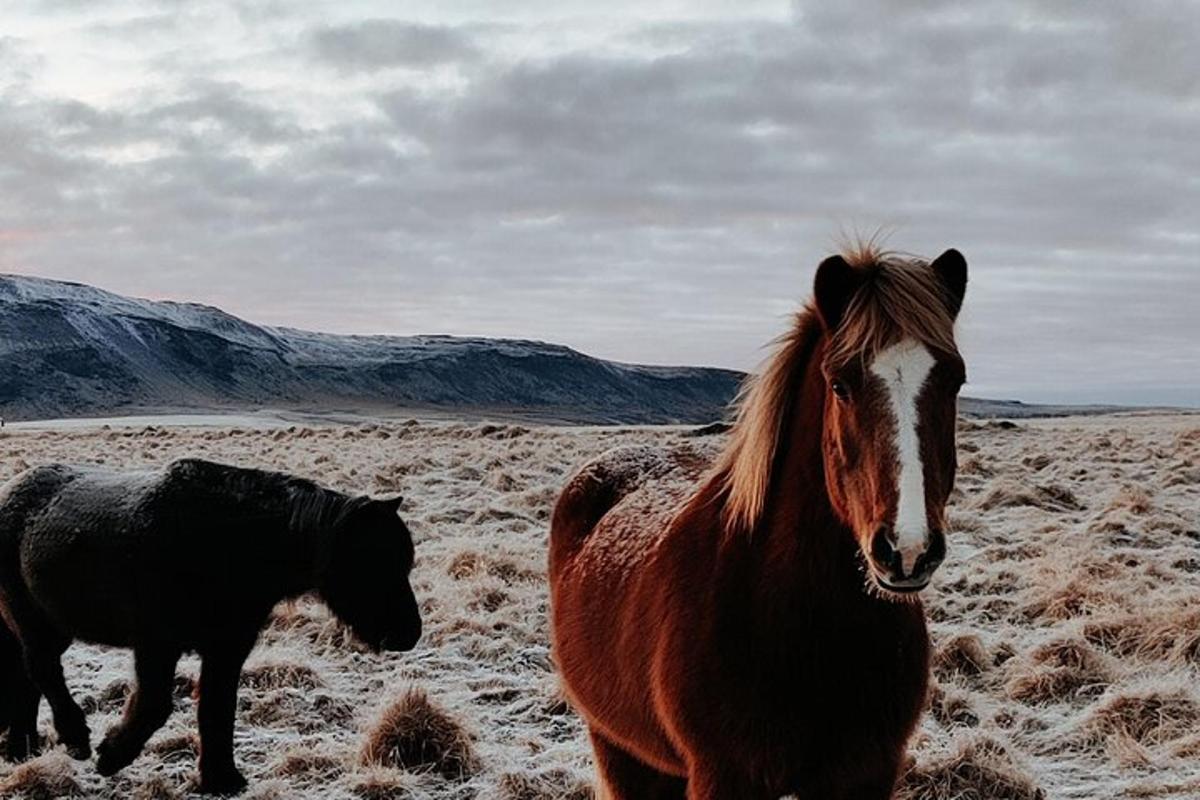 un cavallo e un pony in piedi in un campo