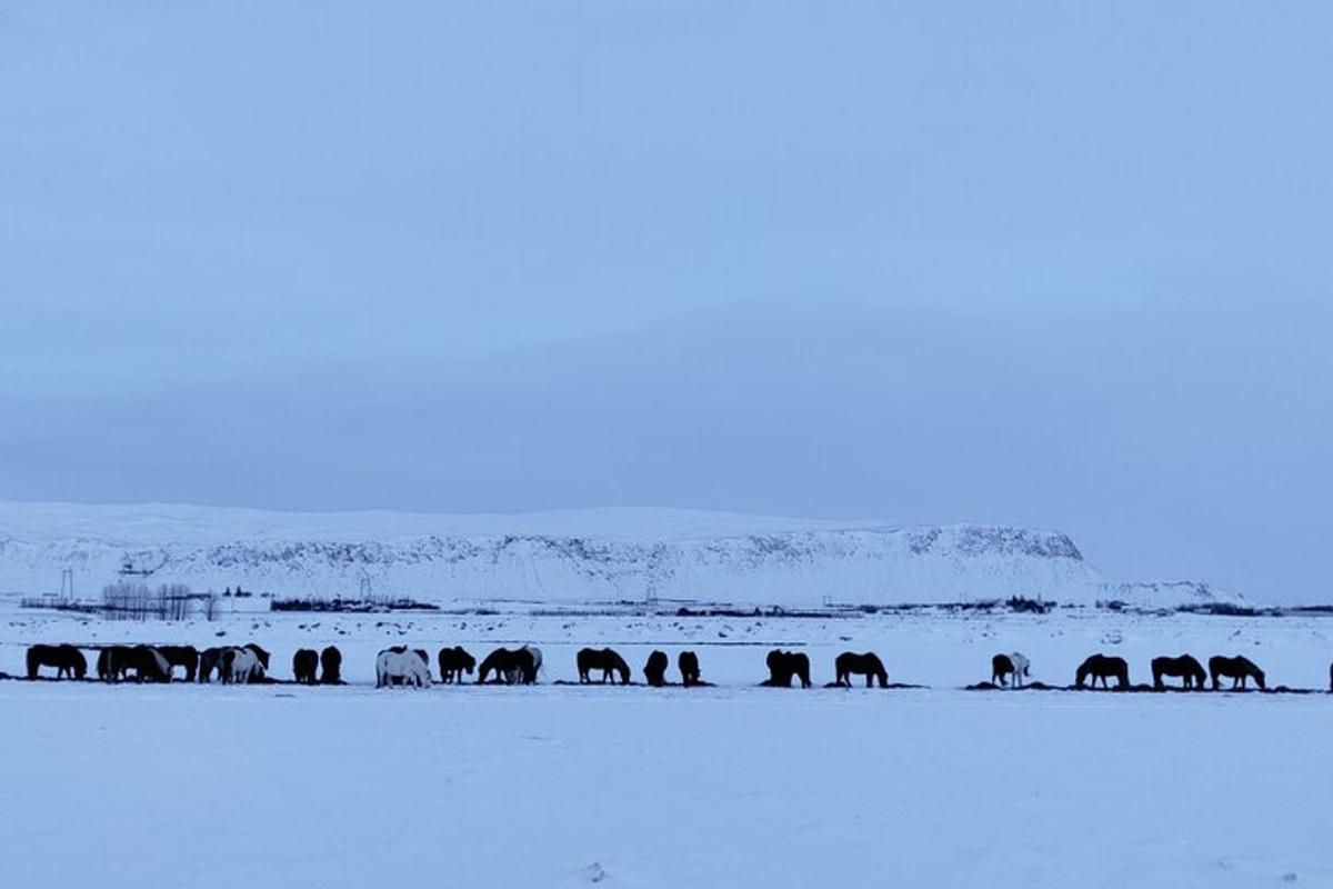 una mandria di elefanti che cammina attraverso un campo coperto di neve