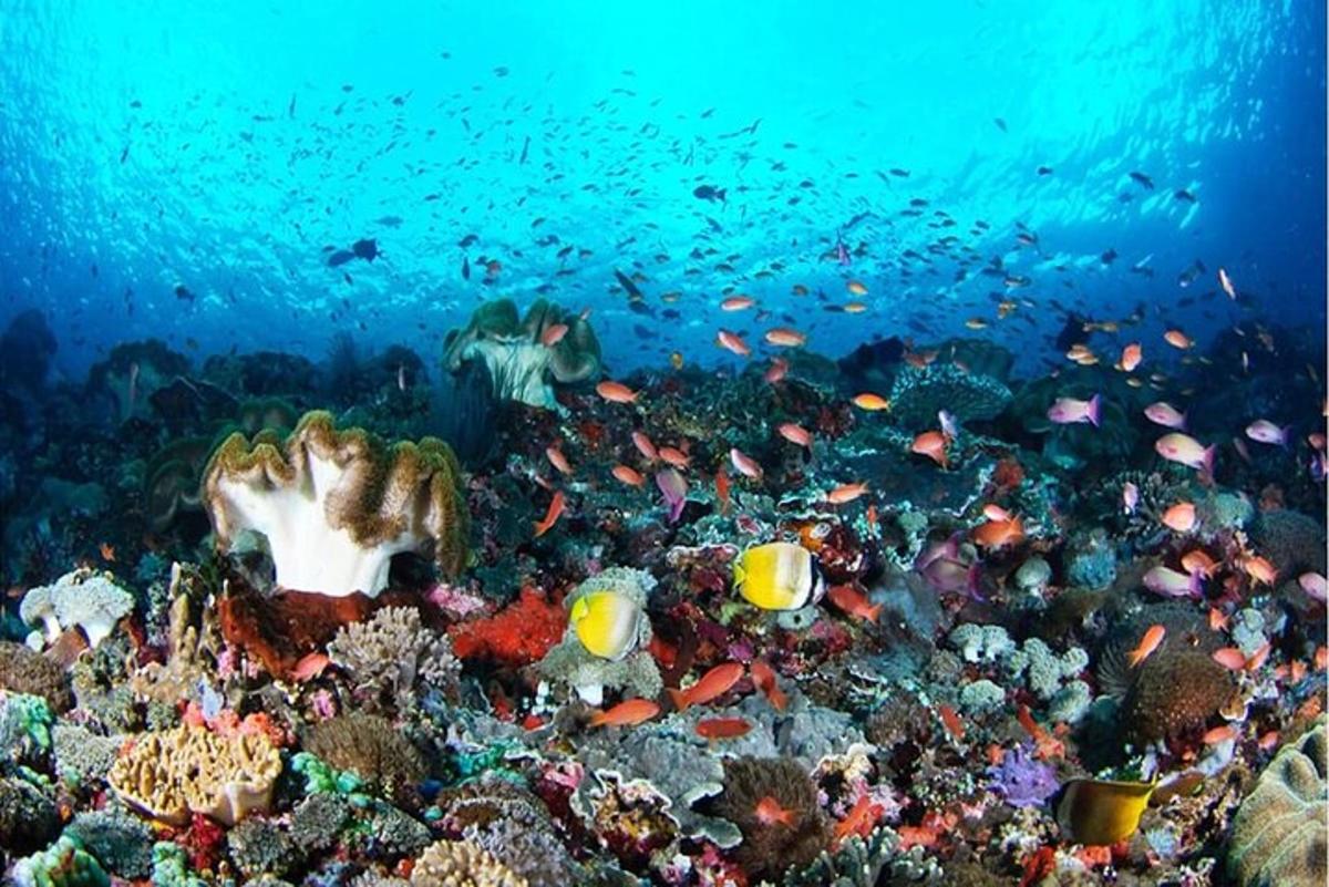 isang coral reef na may mga isda at mga brates sa karagatan