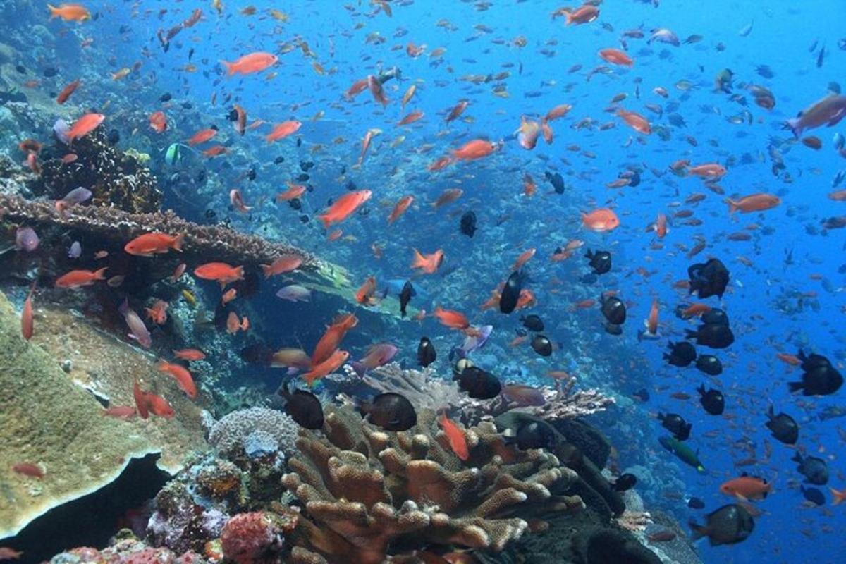 un banco de peces en un arrecife de coral