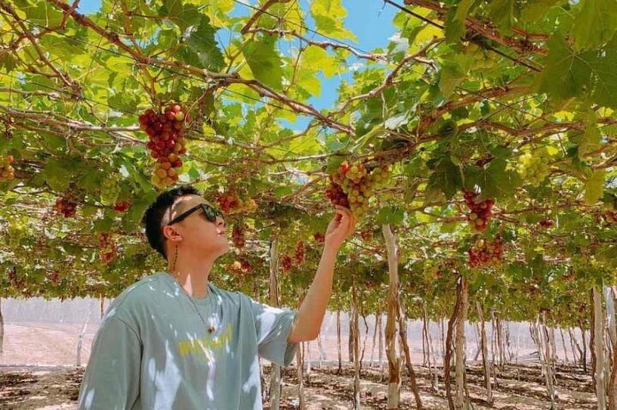 une femme cueille des raisins rouges sur un arbre