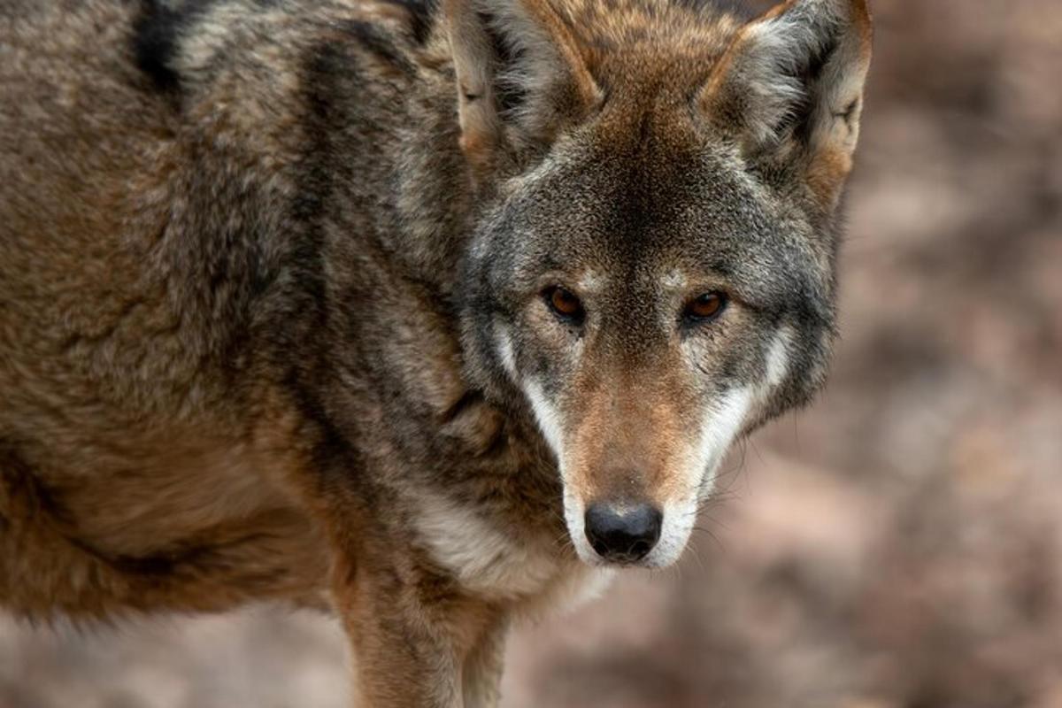 a wolf is looking at the camera