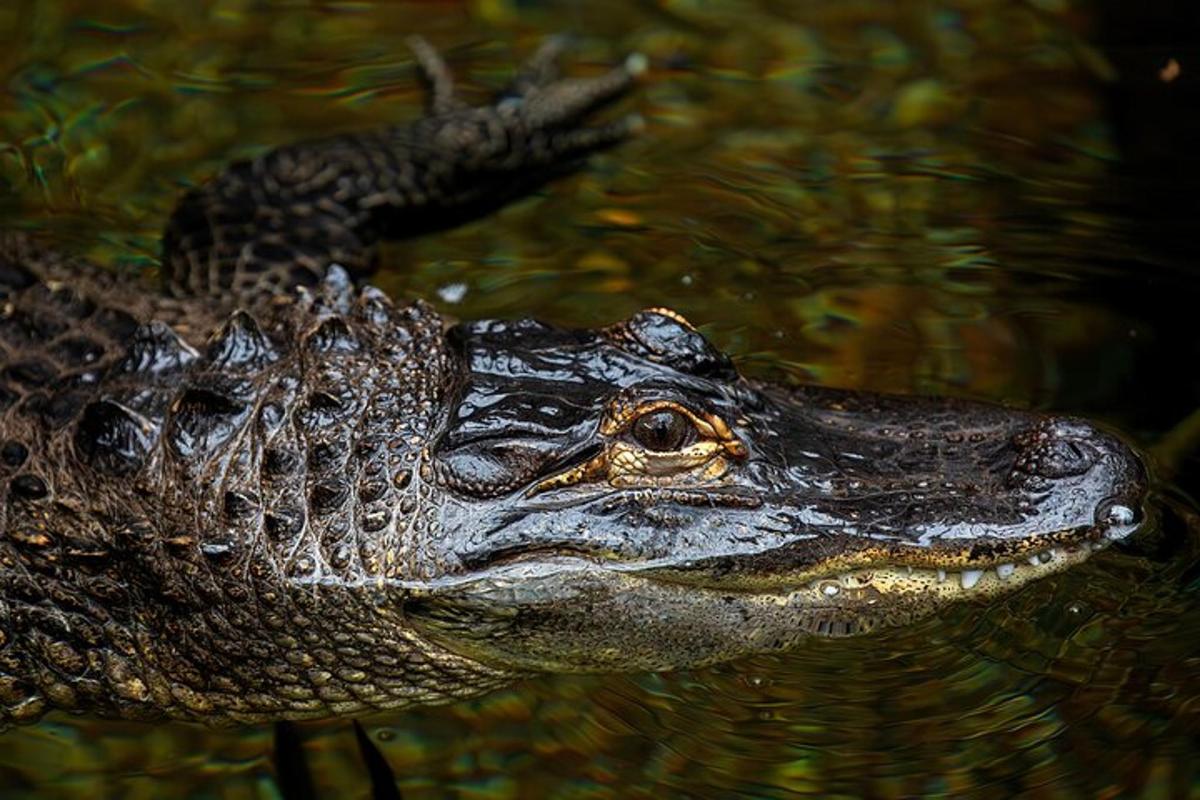 a crocodile is floating in the water