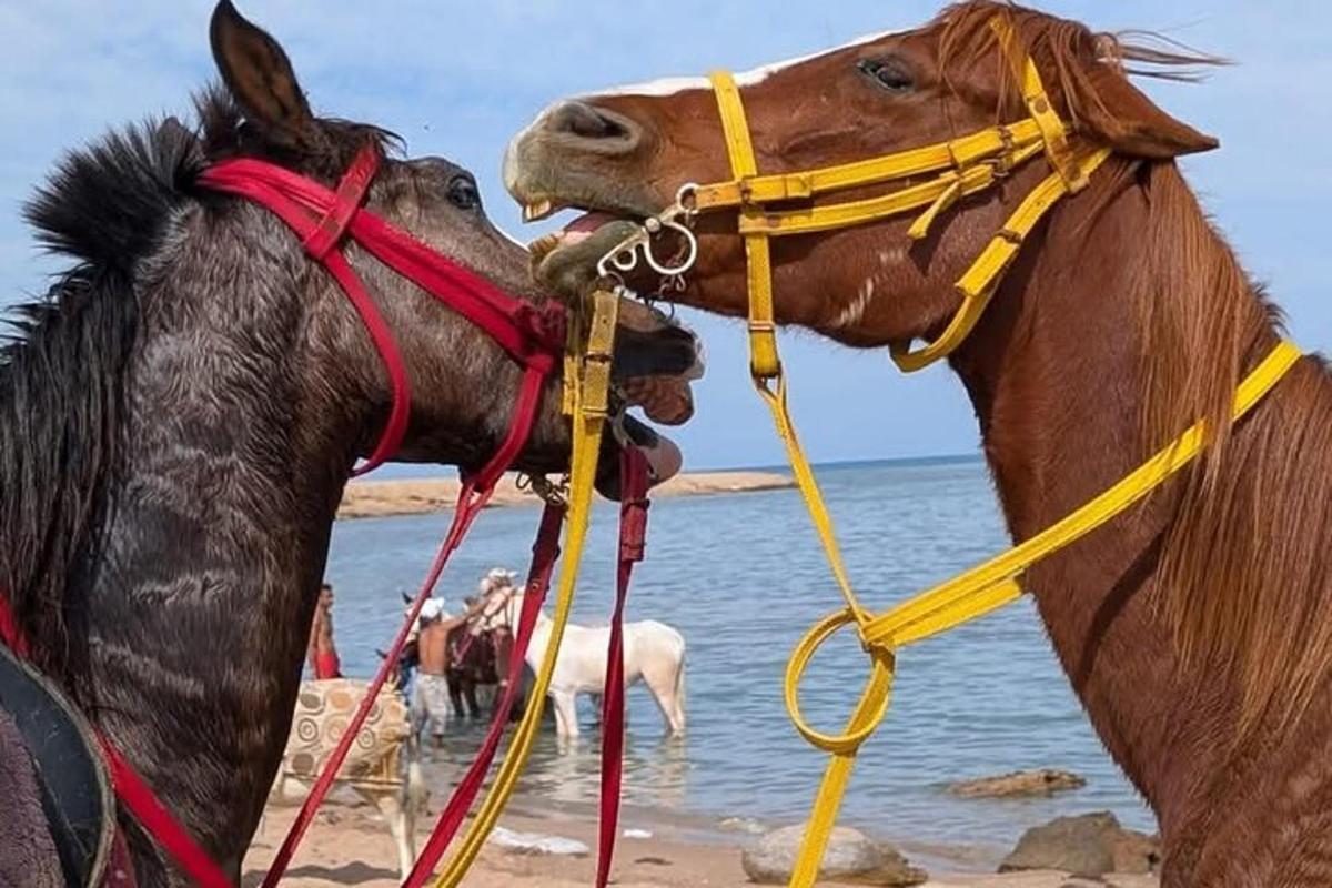 dua ekor kuda berdiri bersebelahan di pantai