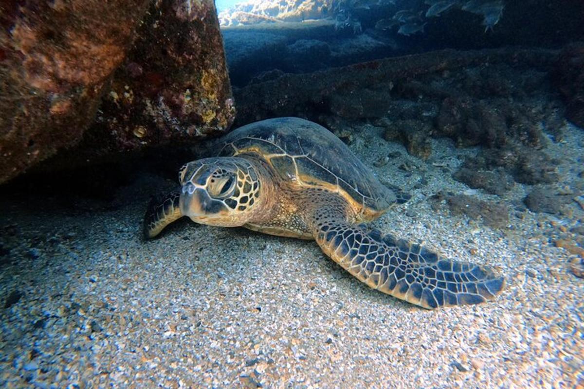 a green sea turtle swimming in the ocean