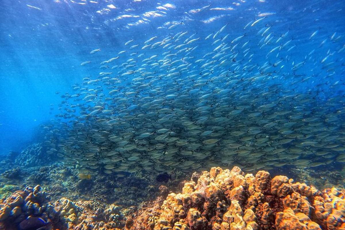 sekumpulan besar ikan berenang di atas terumbu karang