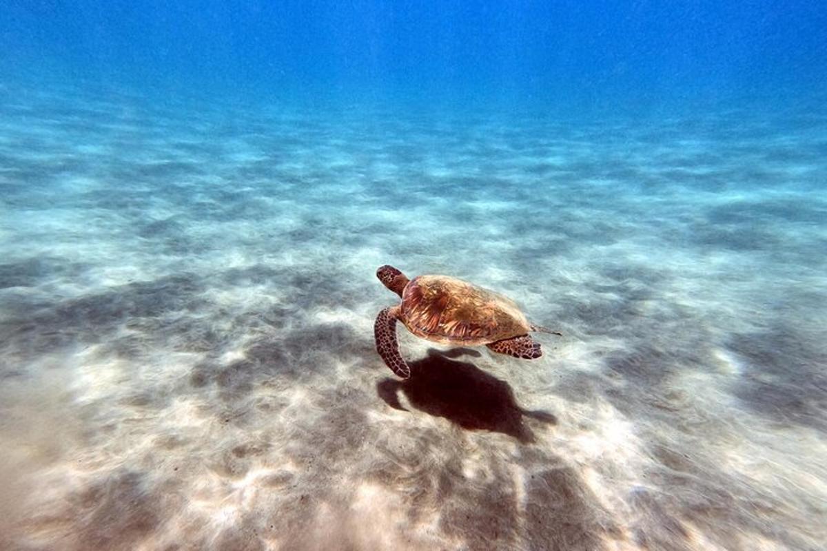 penyu hijau berenang di dalam air