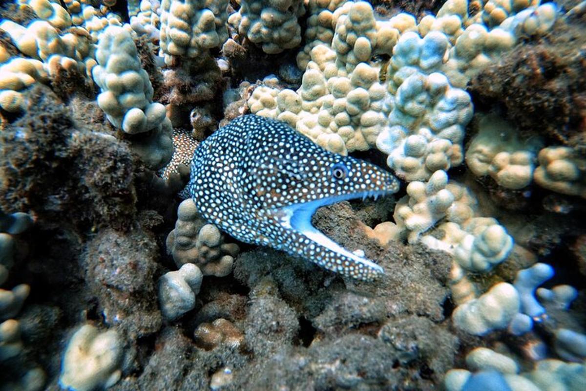 seekor kuda laut berbintik biru dan putih di atas terumbu karang