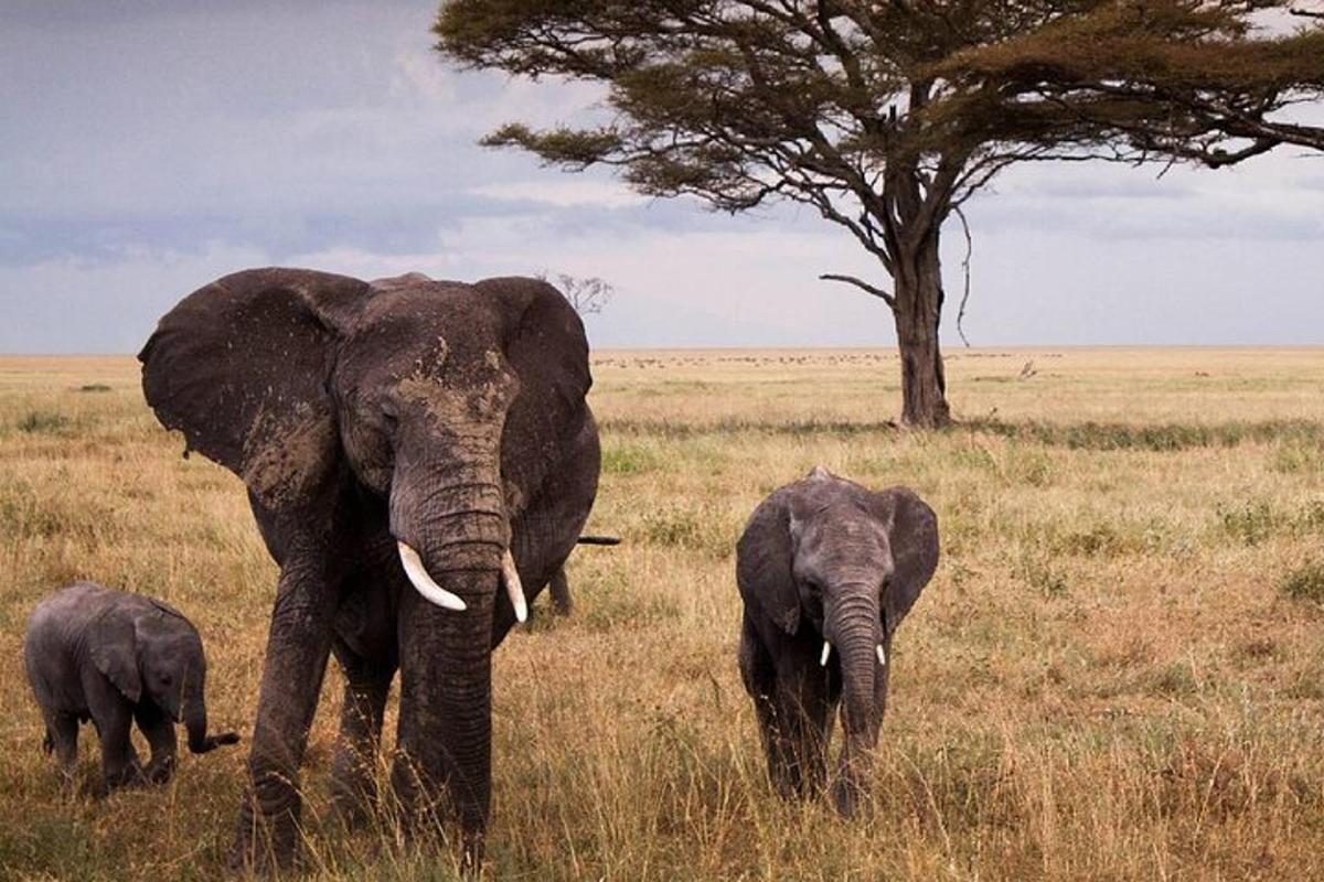 two adult elephants and a baby elephant walking in a field