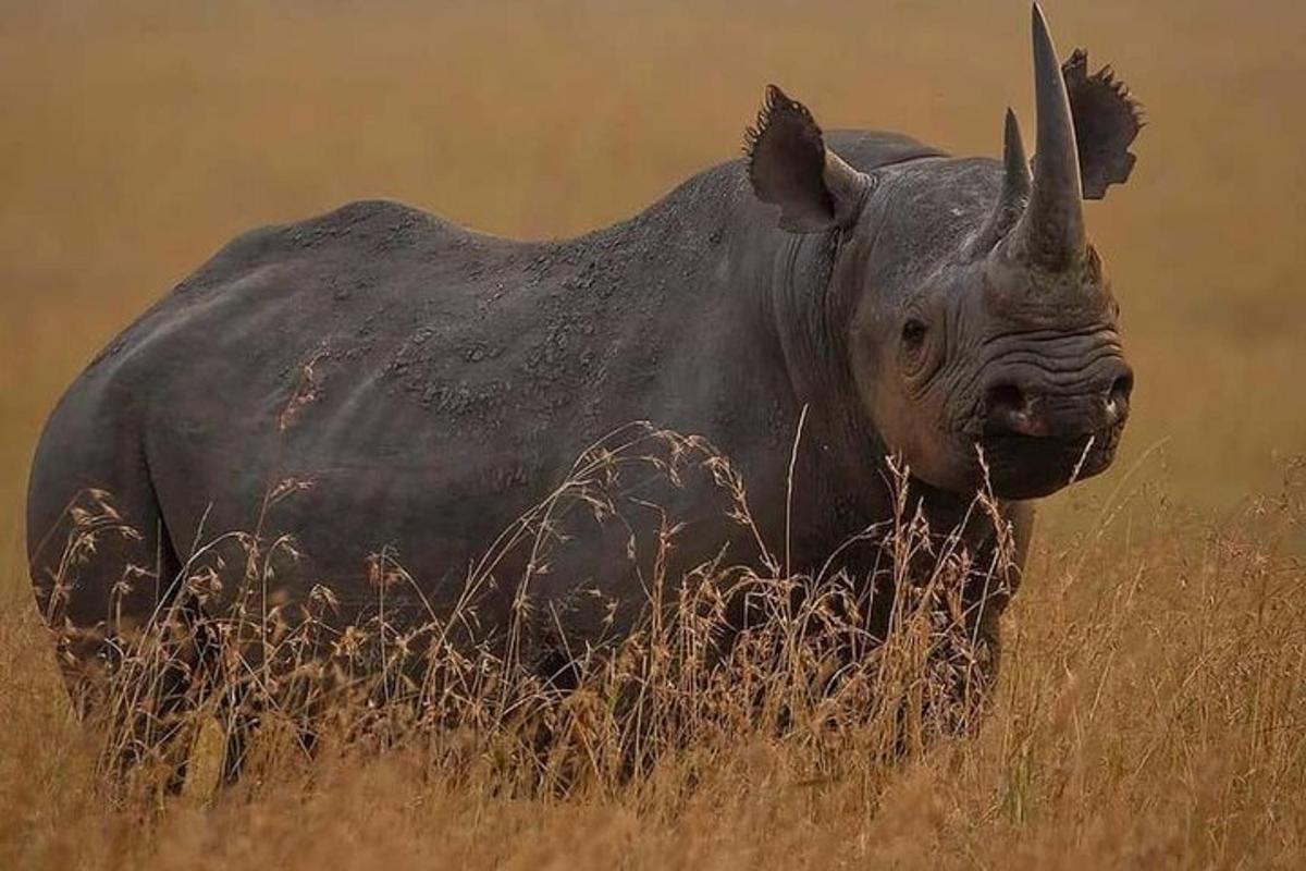 a rhino standing in a field of tall grass