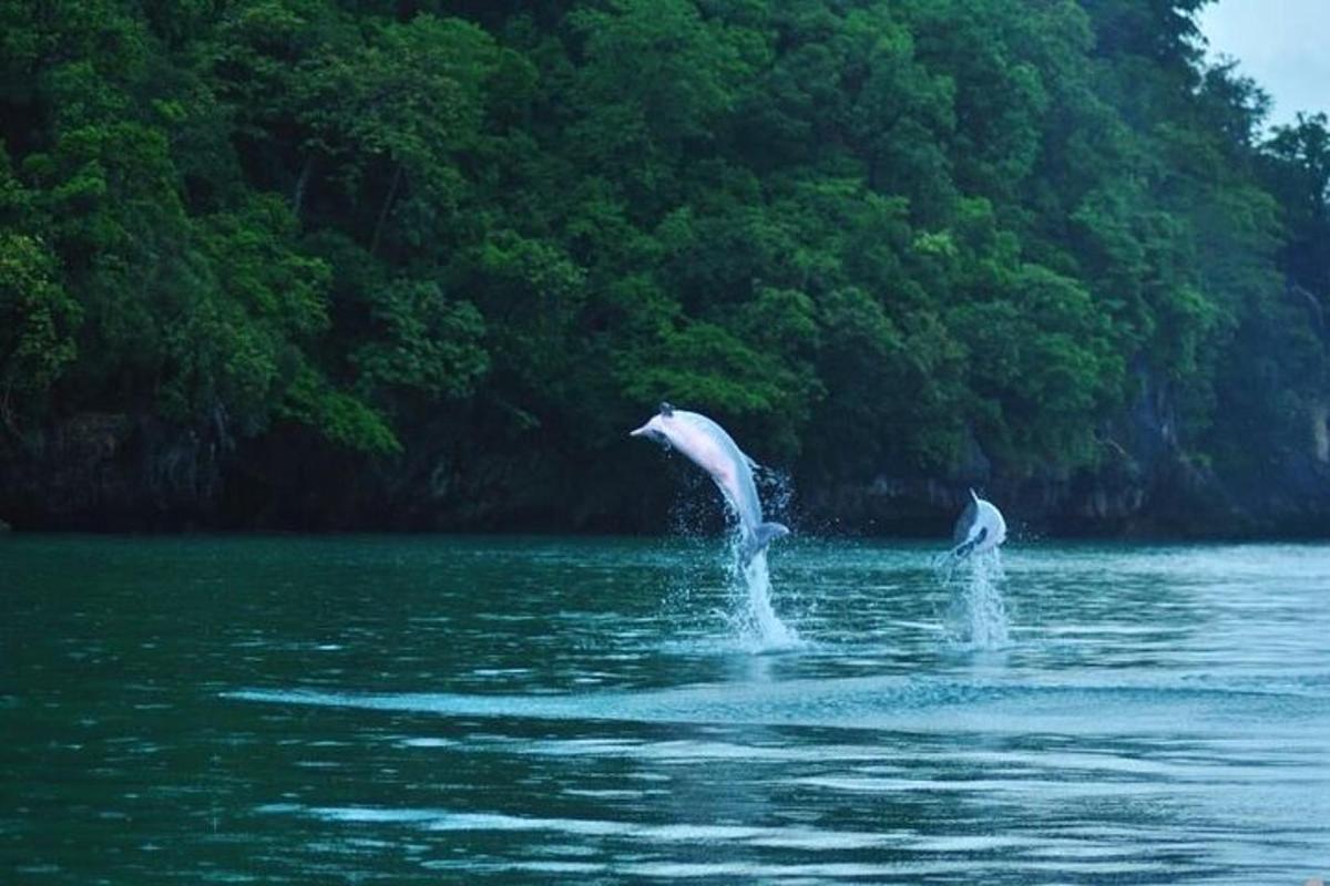 dos delfines saltando fuera del agua