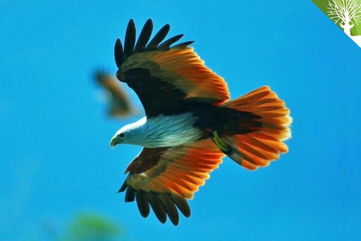 Un pájaro está volando en el cielo