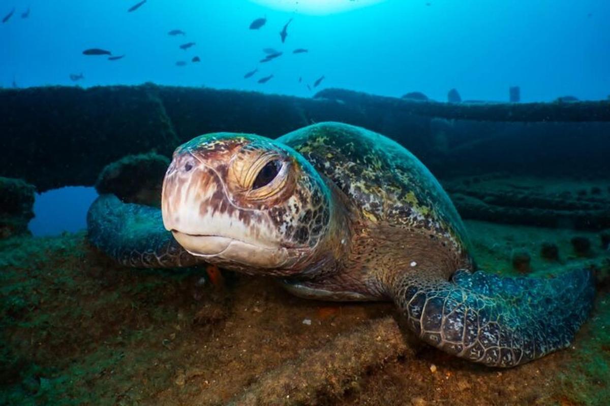 a turtle laying on the ground in the ocean