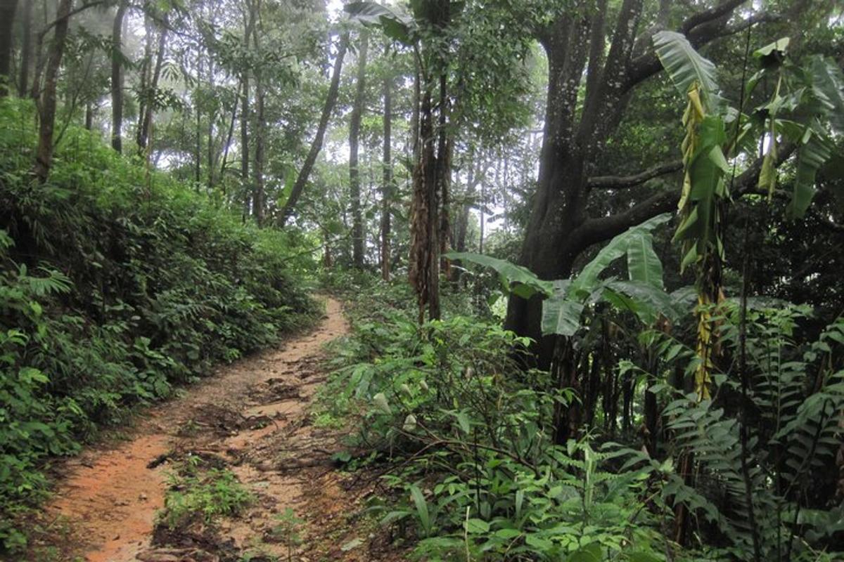 eine unbefestigte Straße mitten in einem Wald