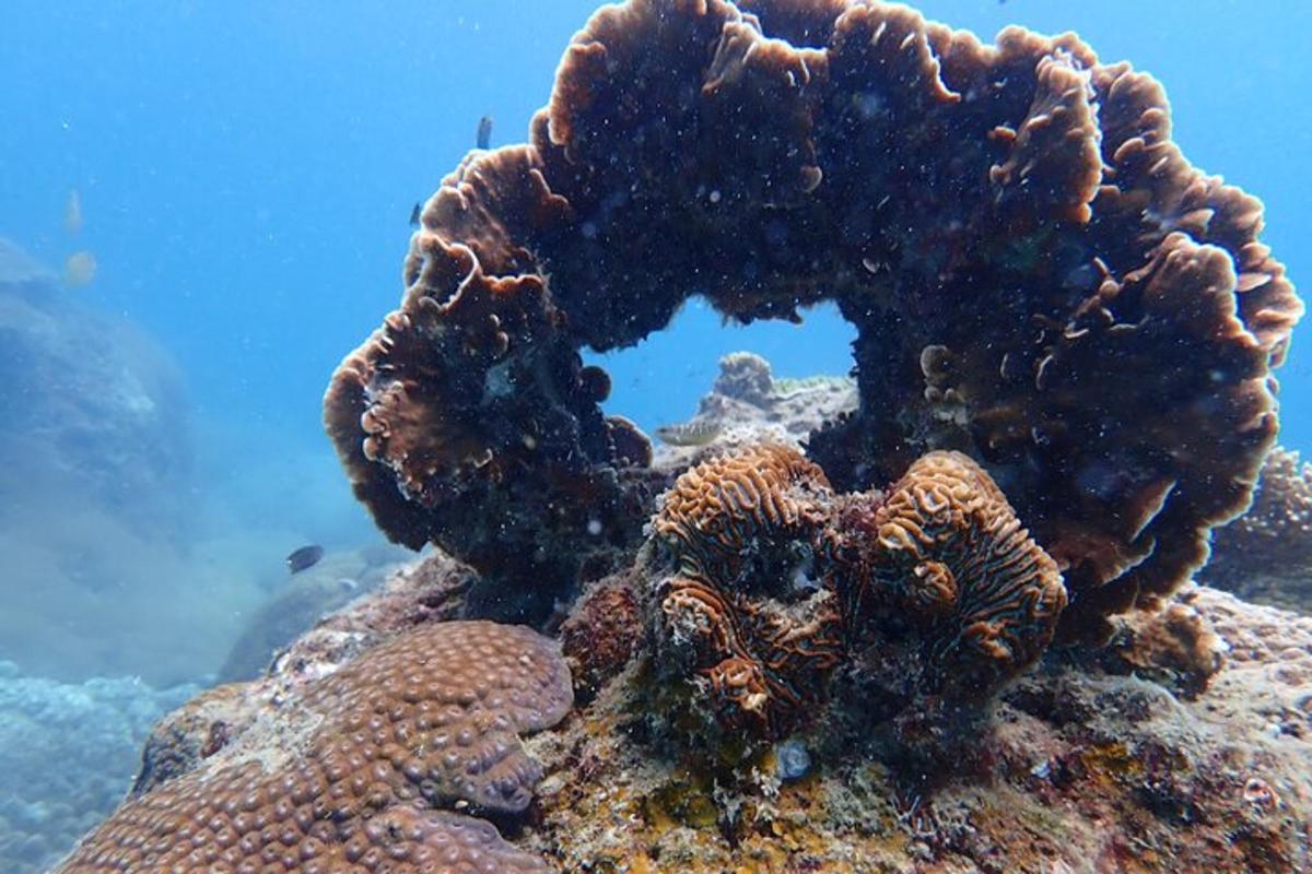 un grup d'algues en un escull a l'oceà
