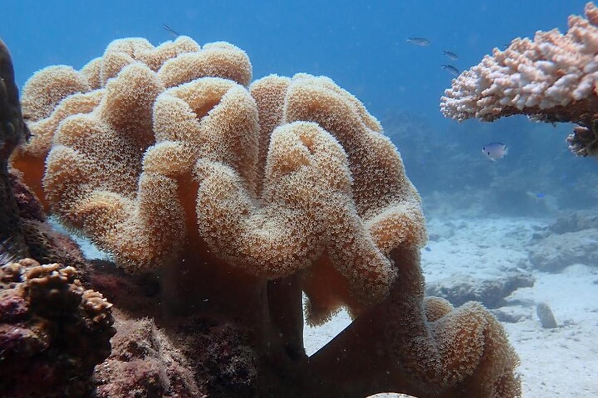 o imagine a unui recif de corali în ocean