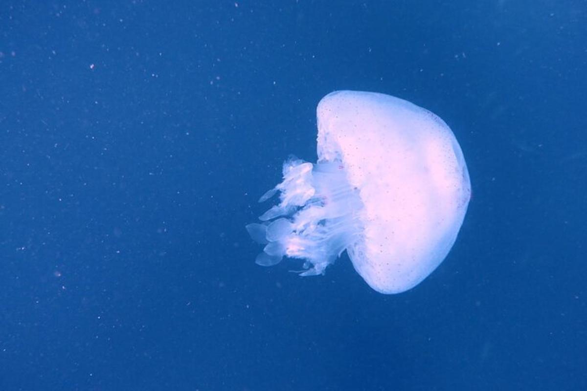 meduza, ki plava v vodi v oceanu