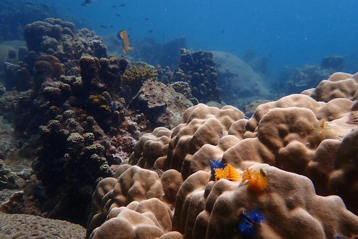 un recif de corali cu un pește în ocean