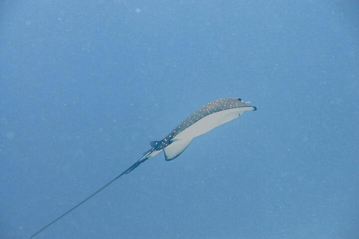 uma pipa voando no céu azul
