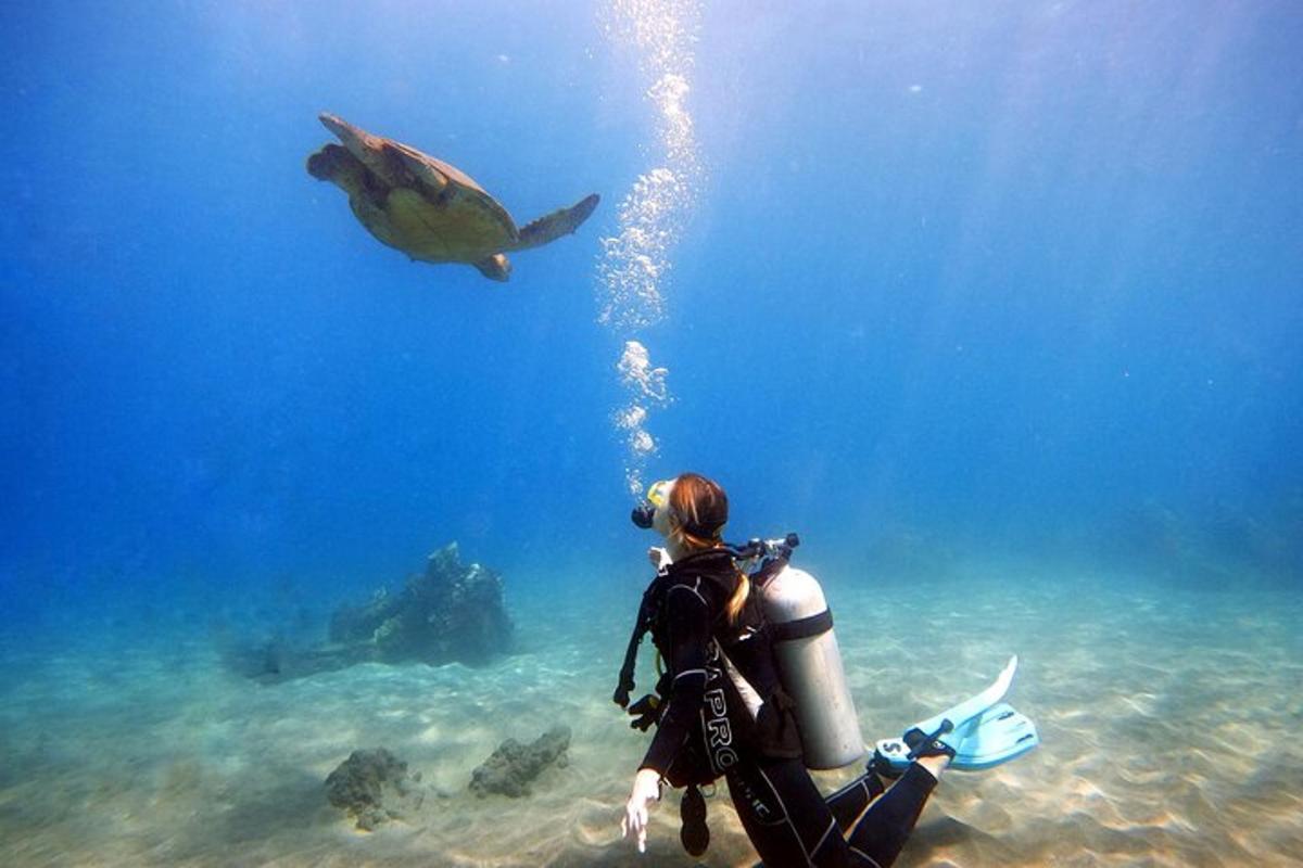 seseorang mengambil gambar penyu di dalam air