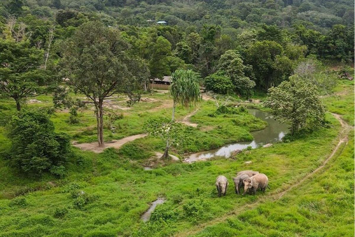 Tres elefantes caminando en un campo de hierba con un río