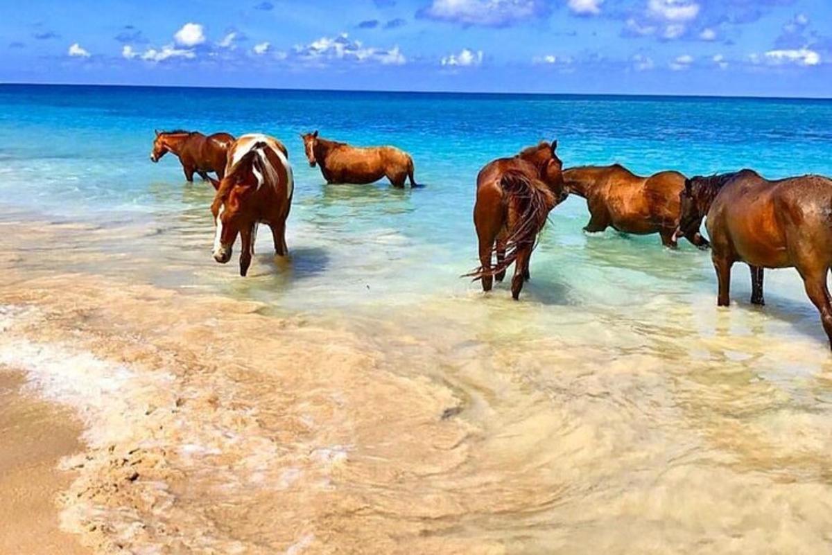 un grup de cavalls drets a l'aigua a la platja